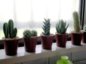 The little cactus family above my sink.